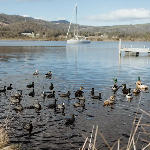 Huon River Sunrise Suite, gallery view 25