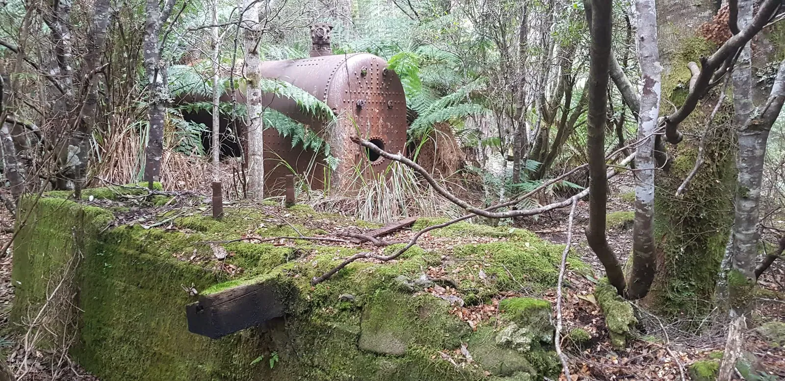 Franklin Forest Walk