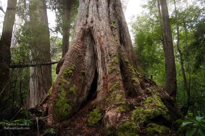 The Grove of Giants