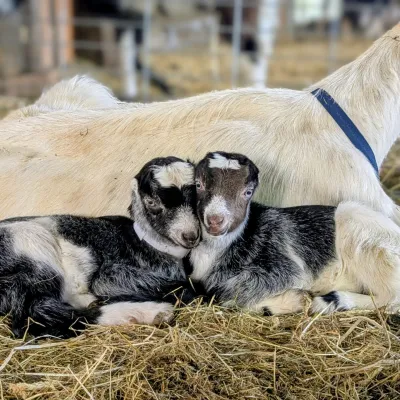 Touchwood Goat Farm