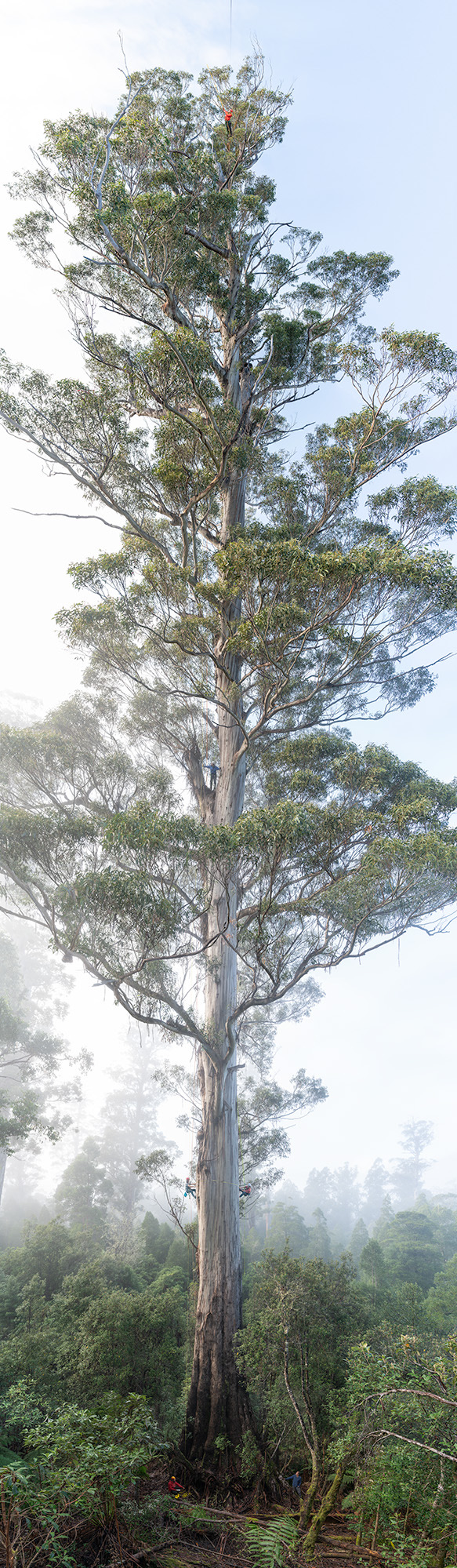Lathamus Keep in the Grove of the Giants
